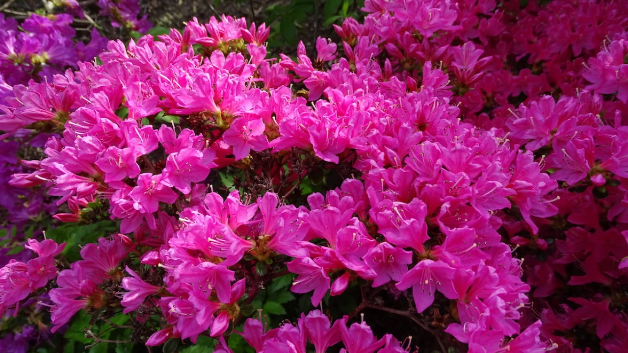 Kermesinum